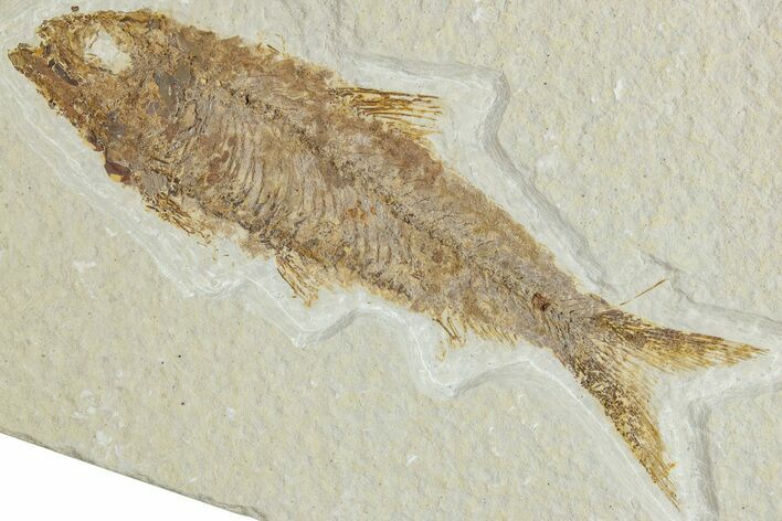 Detailed Fossil Fish (Knightia) - Wyoming #227451